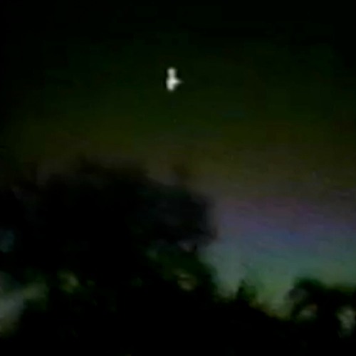 trees & Reptilian God Mana - targeted individual