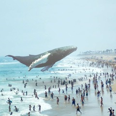 Flying Whale Beach