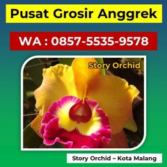 Hubungi 0857-5535-9578, Supplier Anggrek Bulan Putih Polos di Malang