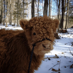 eidelweiss cup of rice labeled price talk to me nice