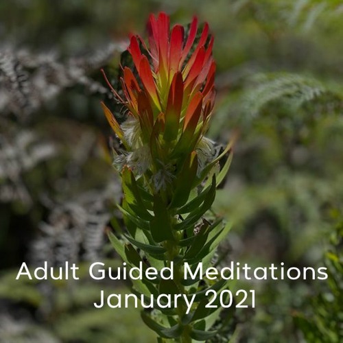 Adult Meditations - January 2021