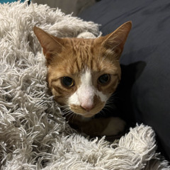 Little Lion