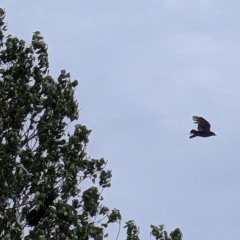 Crow