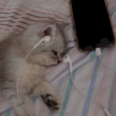 [ 4morant - dojacat ] the voice is always there in the back of your head