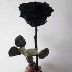 Black Rose (Prod. Grabby)