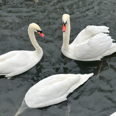 Kiki Dolce - Deeeeeep Deep in That House