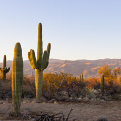 Cactus