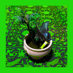 swallowtail butterfly DEMO