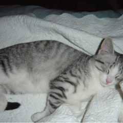 CLASSIFIED - The Rabbit Hole Stops Here