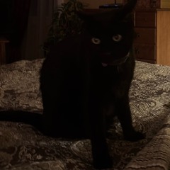 saucin w rachyl  (rachyl)