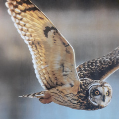 I'ma Thinkin' I'ma Justa Gonna Wing It