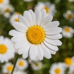 Daisy