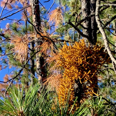 Climate’s Deadly Grip, or an increase of Dwarf Misteltoe on Ponderosa Pine In the WALLOWAS