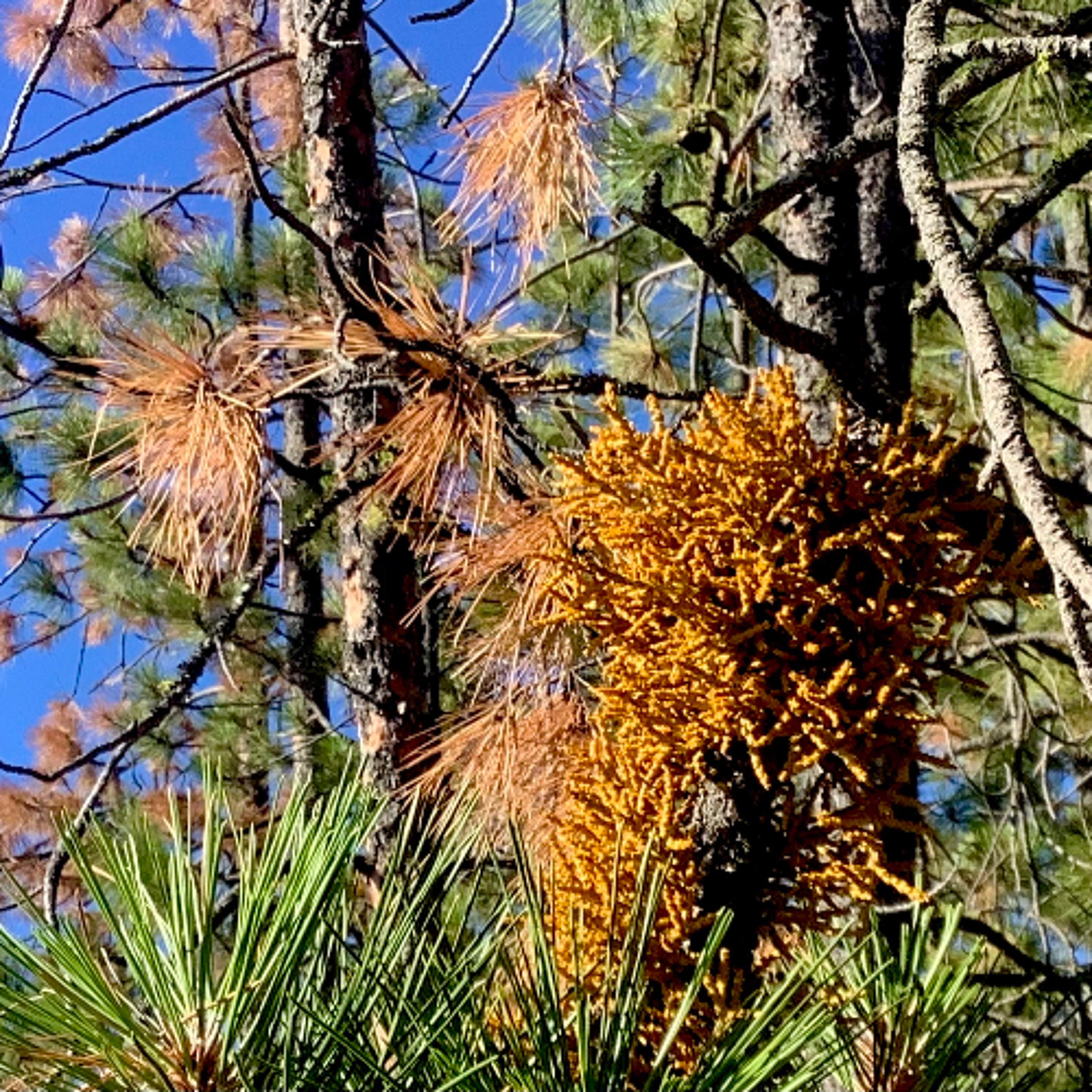 Climate’s Deadly Grip, or an increase of Dwarf Misteltoe on Ponderosa Pine In the WALLOWAS episode artwork