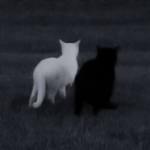 Filthy Black Cat
