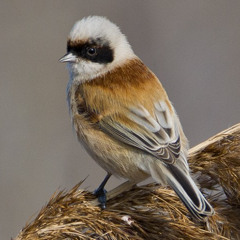 The rarely heard song of Penduline Tit