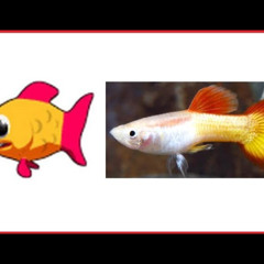 Insaniquarium Tank 2-1/2-5