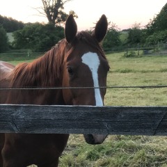 All the Pretty Little Horses