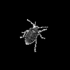 BUG