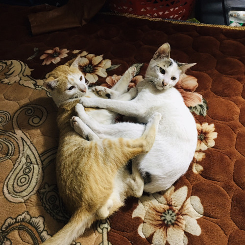 em đau rồi đấy x thu cuối full