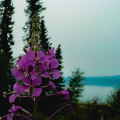 Cymatics Ghost Contest (I Never Had)