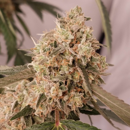 Mystic The Goat - Lifesavers