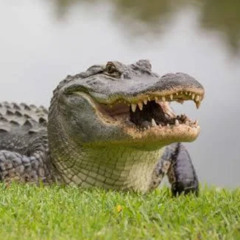 Bill Haley - Dr Feelgood See You Later Alligator