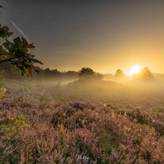 "A Peaceful Night In Brabants Forest"