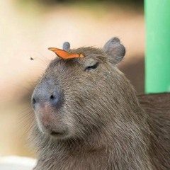 Capybara muse mix (14.01.2024).