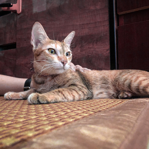 House Lak 2022  Viet Deep Đoạn Tuyệt Nàng Đi Remix Yêu Từ Đâu Mà Ra  Mixtape Chill TikTok