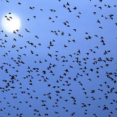 TECH HOUSE ___in the woods there are large trees___ (benny montaquila dj) --- Hosting ---