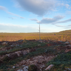 Frans Björk - Aska och Damm