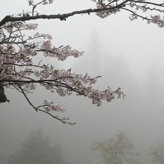 简