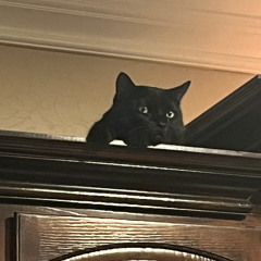 Louis (F. DeVita) - Played by Ceci Reinhart