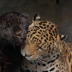 entries ft. kord 2005andre prod vipnightlight