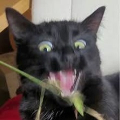 Imsofuckingaloneiwannakms