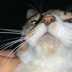 Just Noise(🖕･֊･︎🖕)