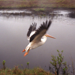 Se Va (sin terminar sin masterisar)