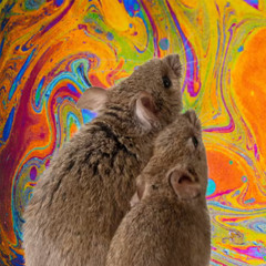 Fever Dream of a Diseased Rodent