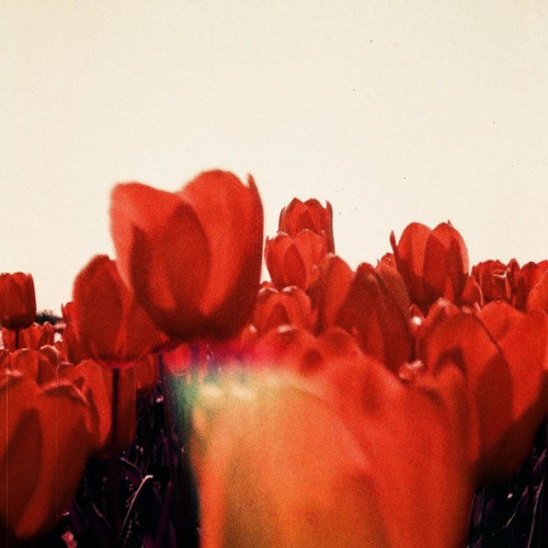 "PARANOIA" p. grayskies