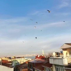 Rooftop Morning Seagulls And Crows, Istanbul, Turkey