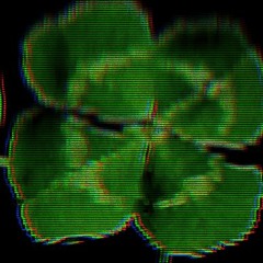 Non Ho... Quadrifoglio