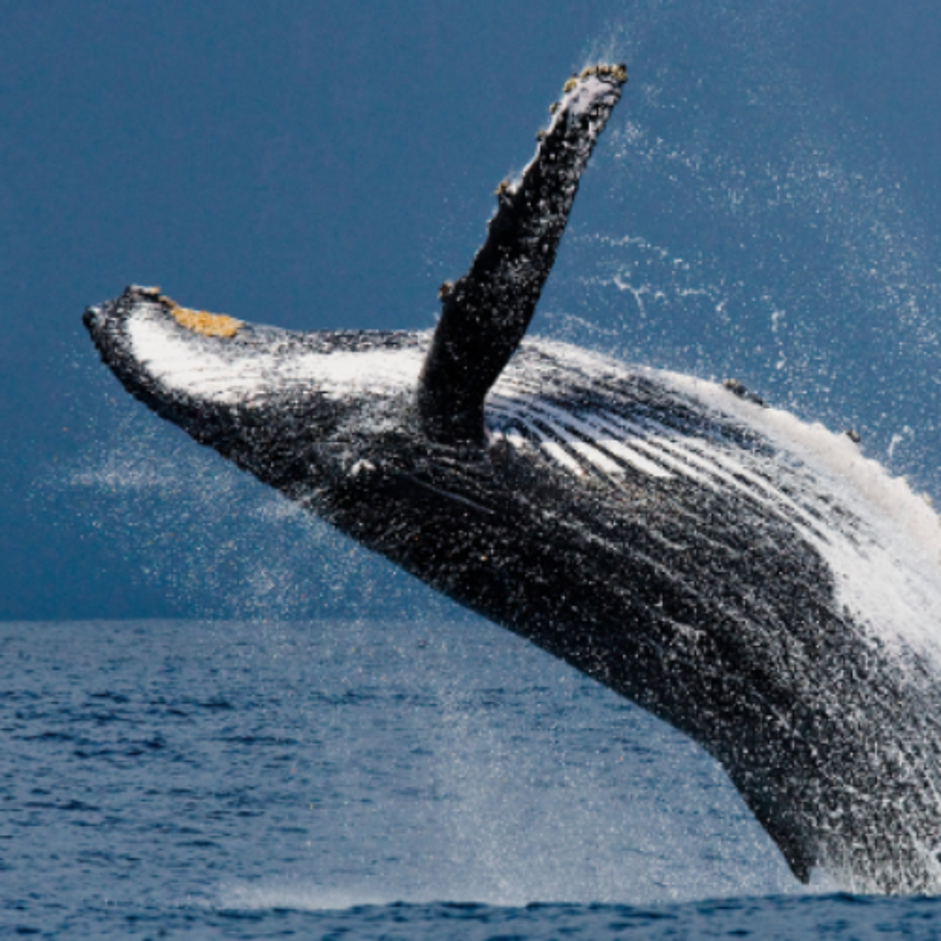 Irish Whale & Dolphin Group Secures Funding For Deep Diving & Rare Species Investigation Programme