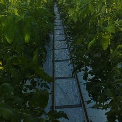 Peluche - Electronical Rules