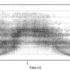 sound pattern study 5