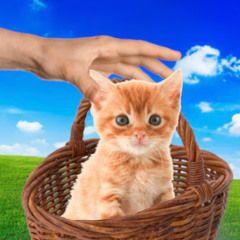 Petting Kitty