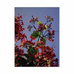 bloom