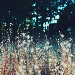 Amanita Phalloides & Heavenchord - Coastal Day Forest & Soft Rain