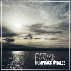 AMB95 Hawaii: Humpback Whales