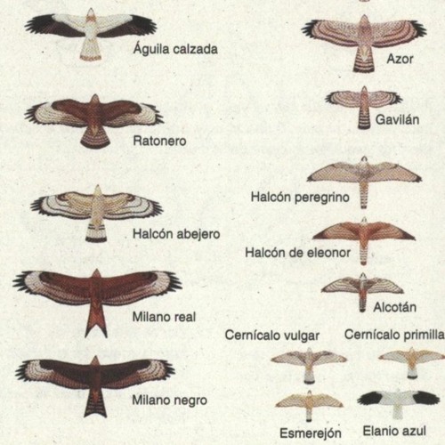 Falco peregrinus brookei